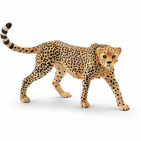 Cheetah Female